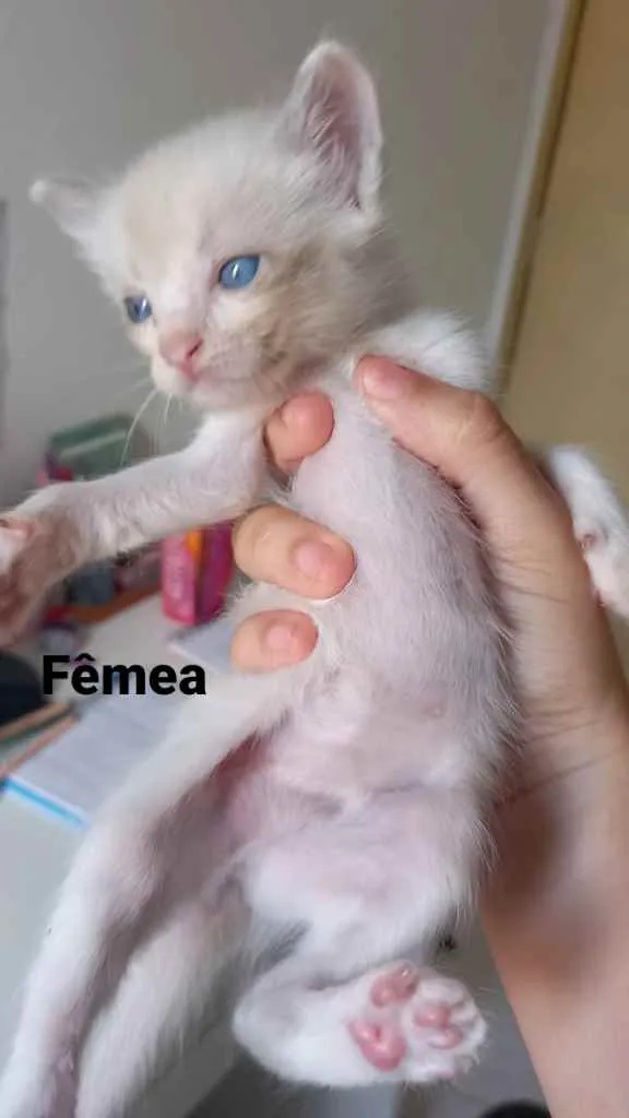 Gato ra a  idade Abaixo de 2 meses nome Gatinhos