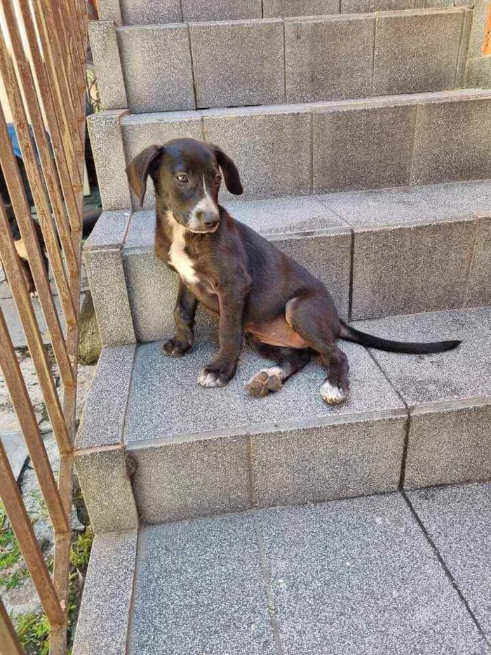 Cachorro ra a Srd  idade 2 a 6 meses nome Filhites de 4 meses