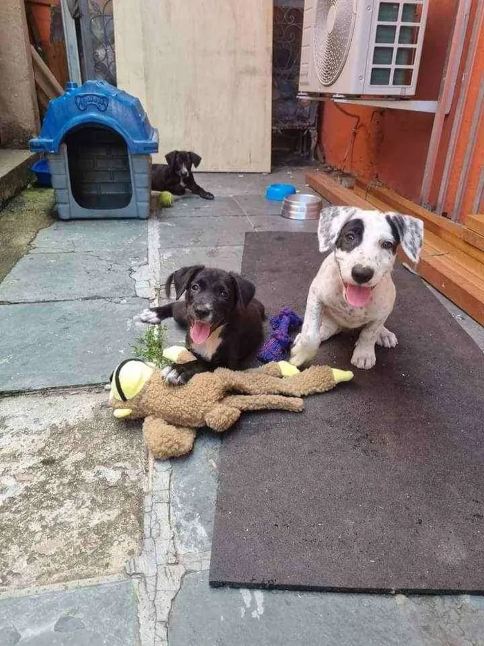 Cachorro ra a Srd  idade 2 a 6 meses nome Filhites de 4 meses