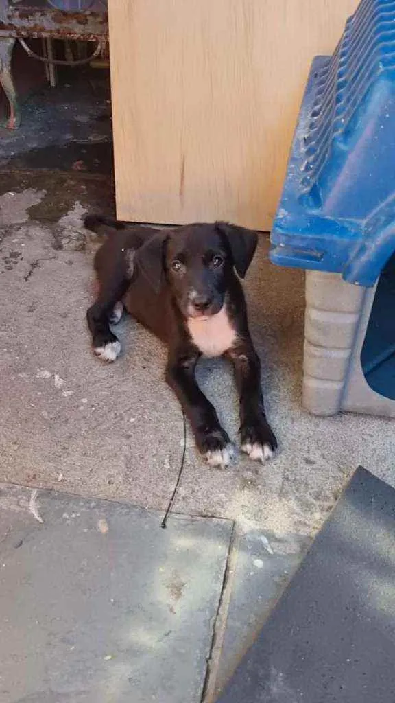 Cachorro ra a Srd  idade 2 a 6 meses nome Filhites de 4 meses