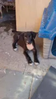 Filhites de 4 meses