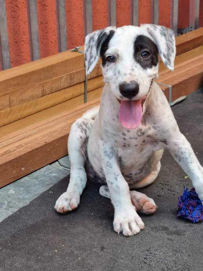 Cachorro ra a Srd  idade 2 a 6 meses nome Filhites de 4 meses