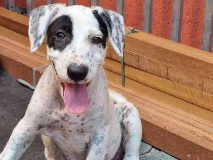Cachorro ra a Srd  idade 2 a 6 meses nome Filhites de 4 meses