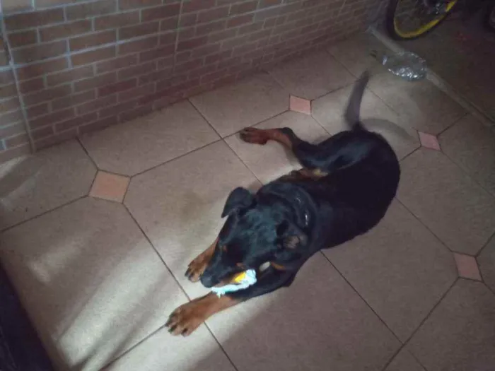 Cachorro raça Rotwailler  idade 7 a 11 meses nome Kenai
