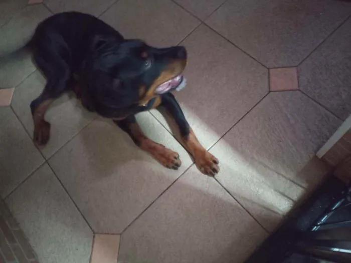 Cachorro raça Rotwailler  idade 7 a 11 meses nome Kenai