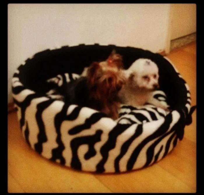 Cachorro ra a Yorkshire e Poodle toy idade 6 ou mais anos nome Chiara e Melissa