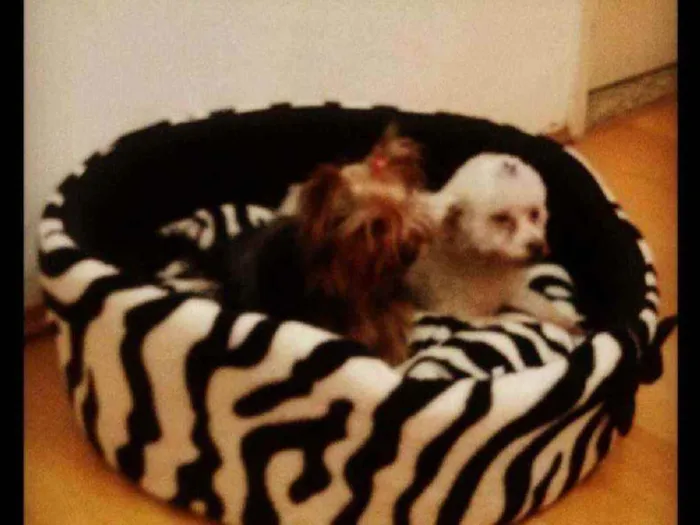 Cachorro ra a Yorkshire e Poodle toy idade 6 ou mais anos nome Chiara e Melissa