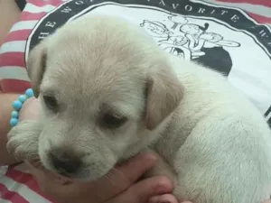 Cachorro raça  idade 2 a 6 meses nome Não sei 