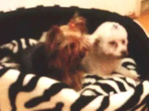 Cachorro raça Yorkshire e Poodle toy idade 6 ou mais anos nome Chiara e Melissa