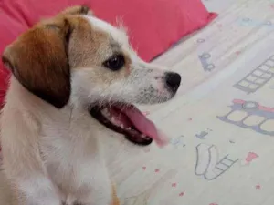 Cachorro raça Misturada  idade 7 a 11 meses nome Eu chamei de pandora