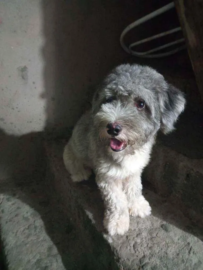 Cachorro raça Poodle idade 2 anos nome Noah