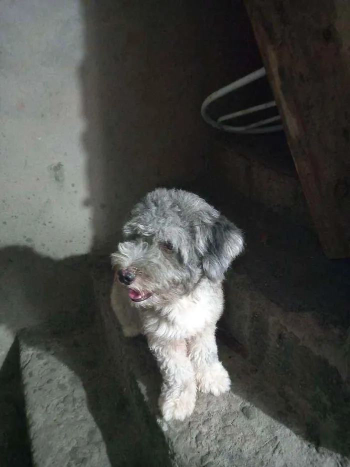 Cachorro raça Poodle idade 2 anos nome Noah