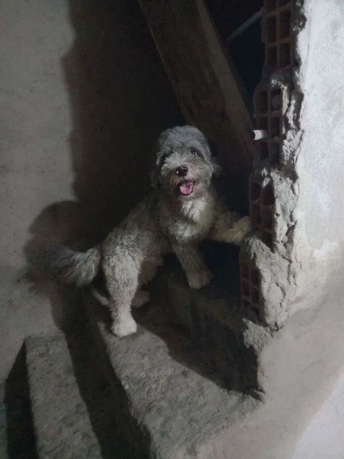 Cachorro raça Poodle idade 2 anos nome Noah