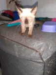 Bombom e filhotes