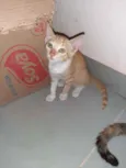 Bombom e filhotes