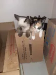 Bombom e filhotes