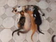 Bombom e filhotes