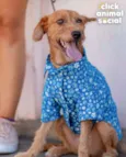 BOB