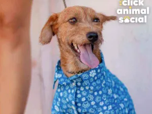Gato raça SRD idade 7 a 11 meses nome BOB