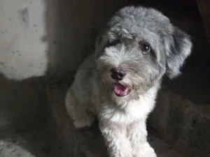 Cachorro raça Poodle idade 2 anos nome Noah