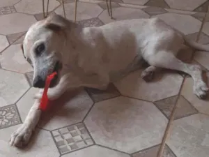 Cachorro raça Srd idade 2 a 6 meses nome Salsicha