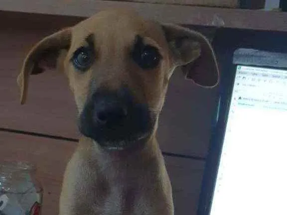 Cachorro ra a Sem Raça definada idade Abaixo de 2 meses nome Tob