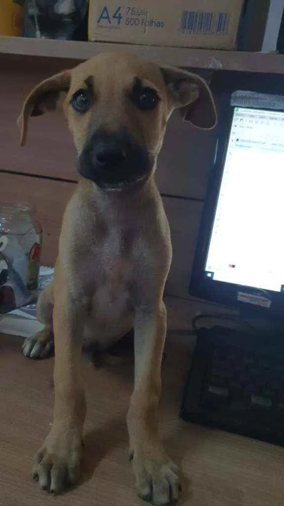 Cachorro ra a Sem Raça definada idade Abaixo de 2 meses nome Tob