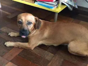 Cachorro raça SRD idade 1 ano nome Lolla