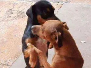 Cachorro raça Srd idade 2 anos nome Caramelo e Brother