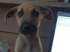 Cachorro raça Sem Raça definada idade Abaixo de 2 meses nome Tob