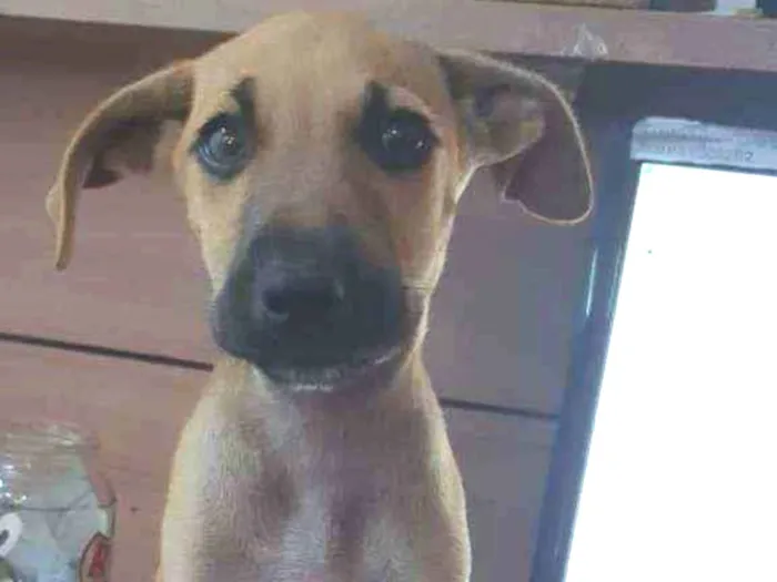 Cachorro ra a Sem Raça definada idade Abaixo de 2 meses nome Tob