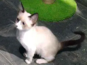 Gato raça  idade Abaixo de 2 meses nome Não tem ainda 