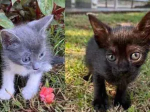 Gato raça Gatos de resgate  idade Abaixo de 2 meses nome 4 gatinhos