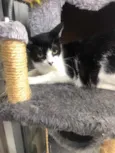 Aisha