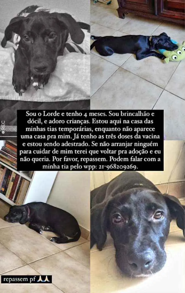 Cachorro ra a Desconhecida idade 2 a 6 meses nome LORD