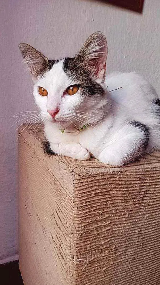 Gato ra a Raceada  idade 2 a 6 meses nome Aurora 