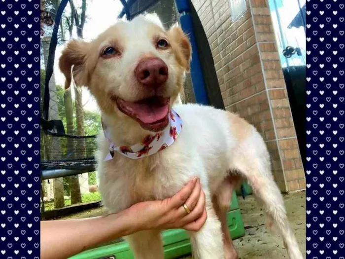 Cachorro ra a SRD idade 6 ou mais anos nome FÁBIO