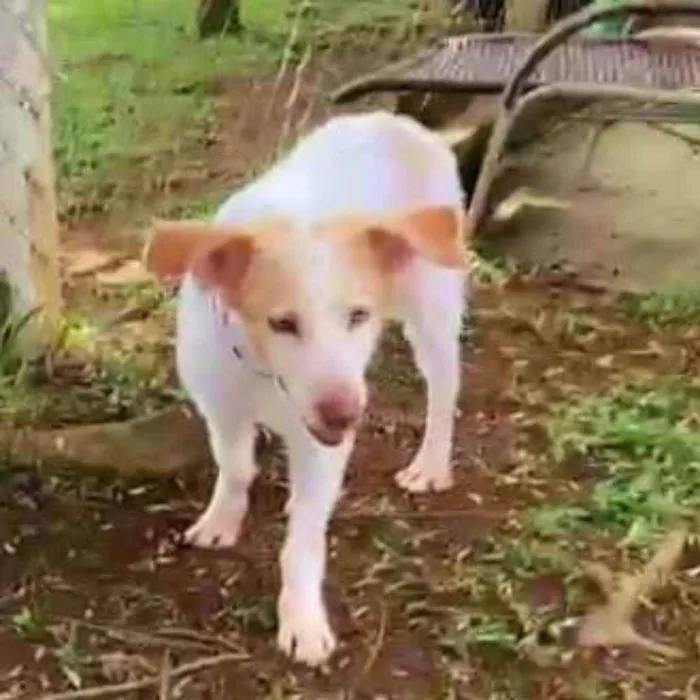 Cachorro ra a SRD idade 6 ou mais anos nome FÁBIO