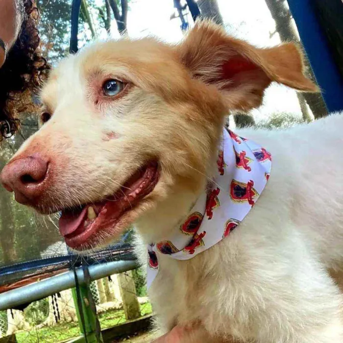 Cachorro ra a SRD idade 6 ou mais anos nome FÁBIO