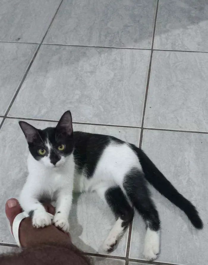 Gato ra a Viralata idade 2 a 6 meses nome Elvis