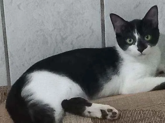 Gato ra a Viralata idade 2 a 6 meses nome Elvis