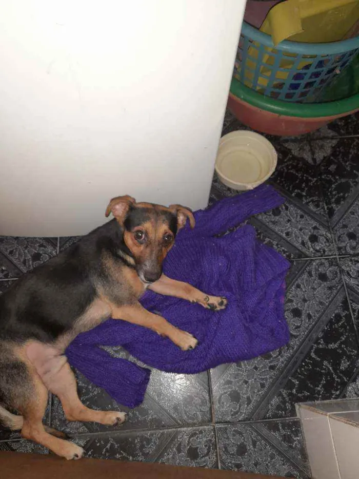 Cachorro ra a Pincher idade 1 ano nome Baru