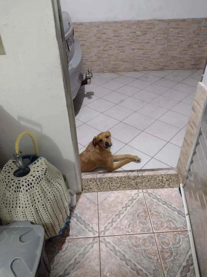 Cachorro ra a Sem raça idade 1 ano nome Luke