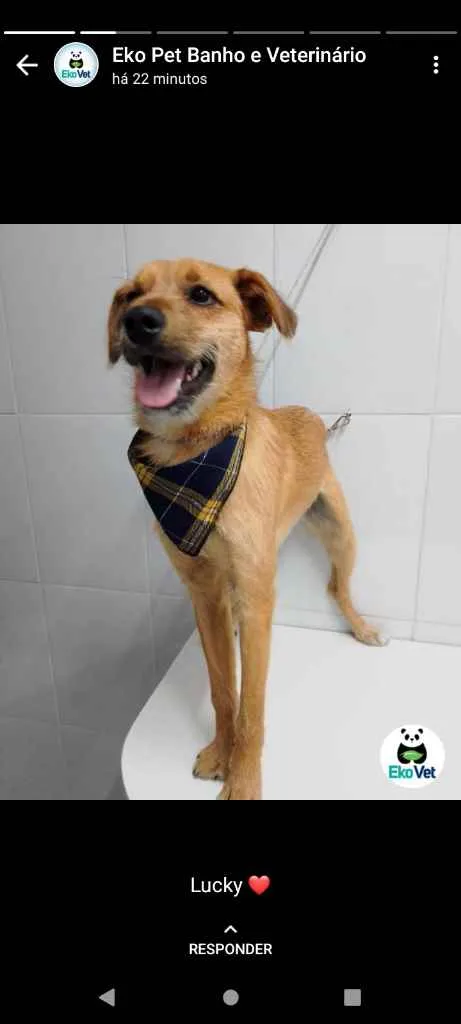 Cachorro ra a Sem raça idade 1 ano nome Luke