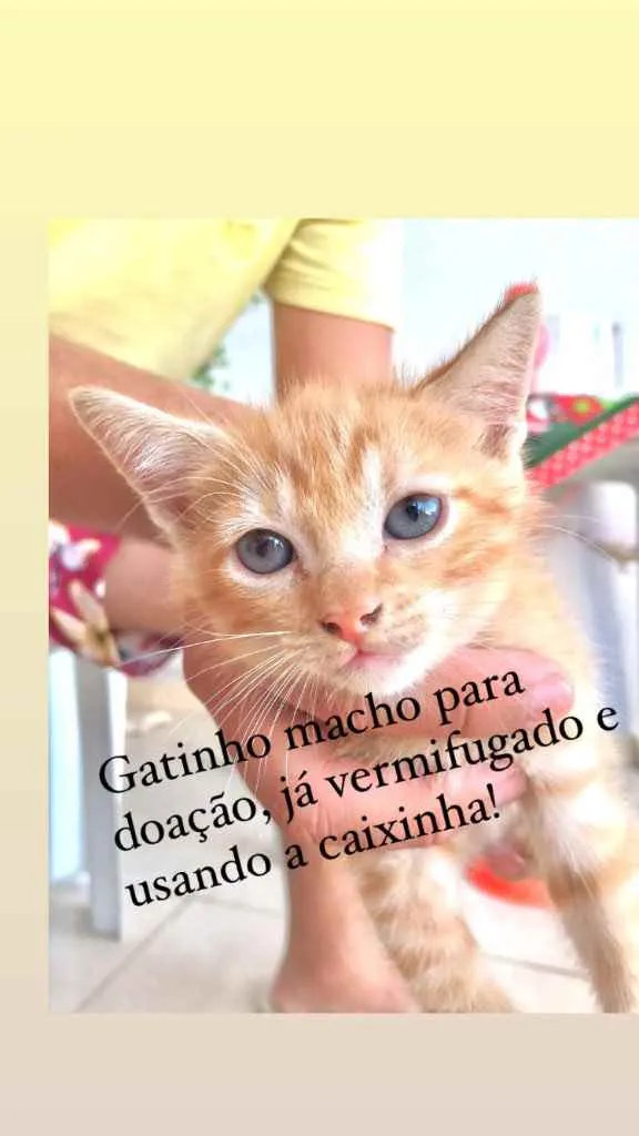 Gato ra a Indefinido  idade Abaixo de 2 meses nome Lulu