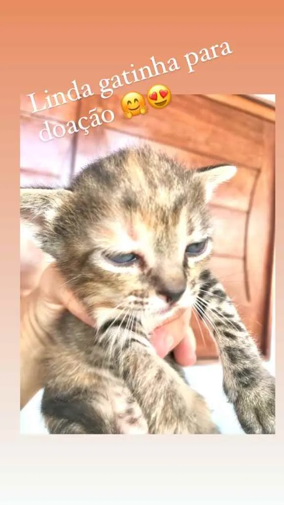 Gato ra a Indefinido  idade Abaixo de 2 meses nome Lulu