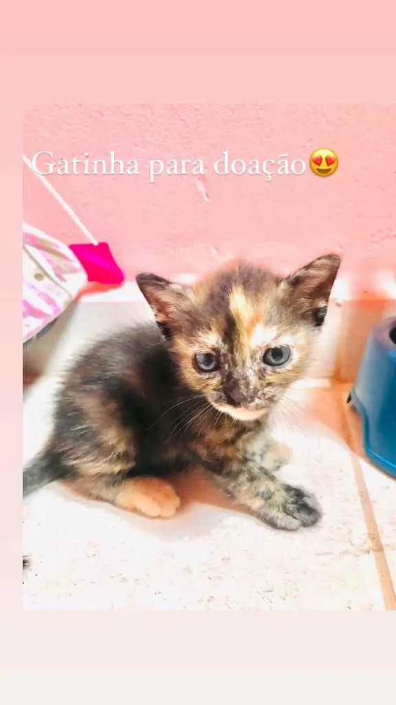 Gato ra a Indefinido  idade Abaixo de 2 meses nome Lulu