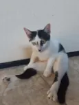 Meuri