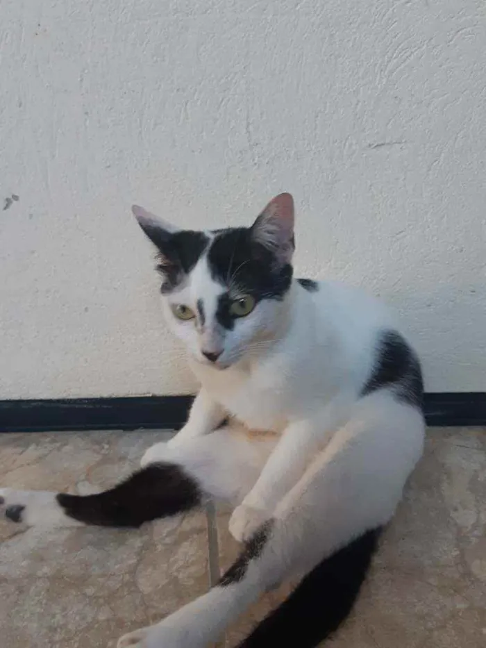 Gato ra a Desconhecida idade 1 ano nome Meuri