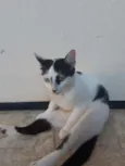 Meuri